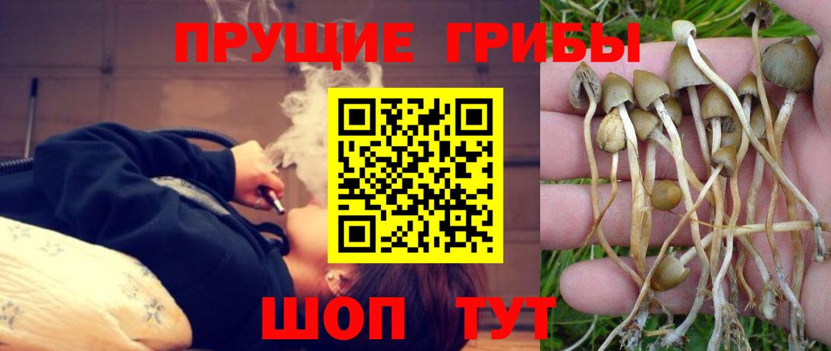 Галлюциногенные грибы Psilocybine cubensis  Галлюциногенные грибы Psilocybe  Вход с VPN  Черногорск 